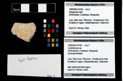 Foto (Objekt + Etikett) von Cyclothyreus sp.  (NHMW-GEO-1990-0041-4706)